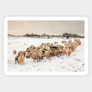 Cold Sheep in the Snow Sticker